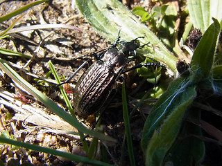 Carabus granulatus