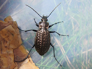 Carabus granulatus