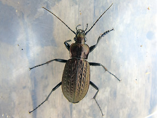 Carabus granulatus