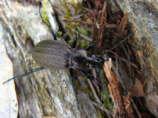 Carabus granulatus