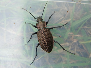 Carabus granulatus