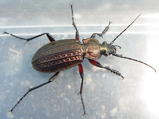 Carabus granulatus