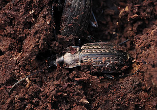 Carabus granulatus