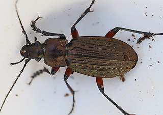 Carabus granulatus