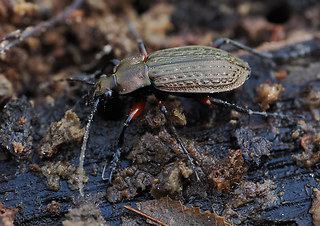 Carabus granulatus