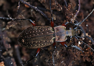 Carabus granulatus