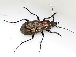 Carabus granulatus