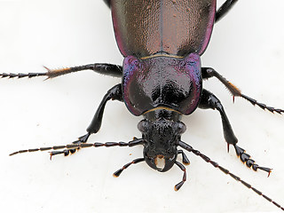 Carabus nemoralis