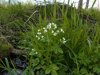 Cardamine amara