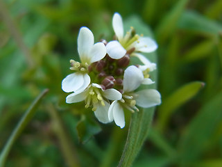 Cardamine hirsuta