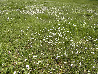 Cardamine hirsuta