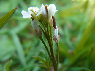 Cardamine hirsuta