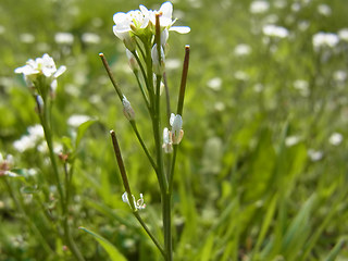 Cardamine hirsuta