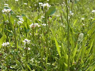 Cardamine hirsuta