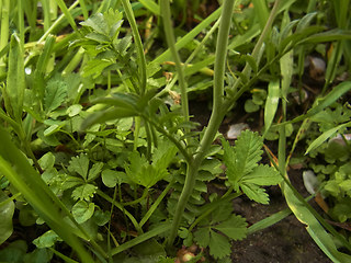 Cardamine pratensis