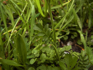 Cardamine pratensis