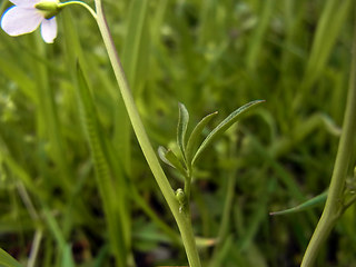 Cardamine pratensis