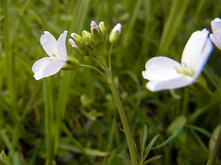 Cardamine pratensis