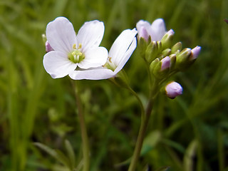 Cardamine pratensis