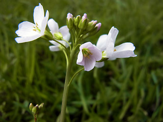 Cardamine pratensis