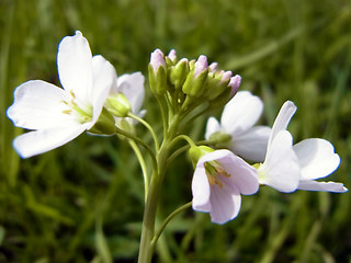 Cardamine pratensis