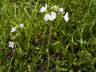 Cardamine pratensis