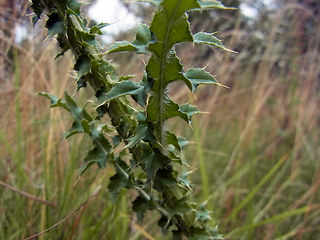 Carduus acanthoides