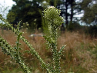 Carduus acanthoides