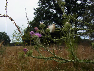 Carduus acanthoides