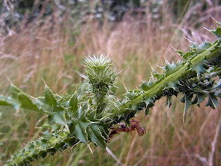 Carduus acanthoides