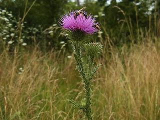 Carduus acanthoides