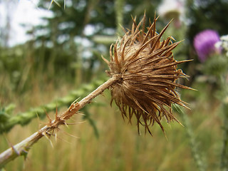 Carduus acanthoides