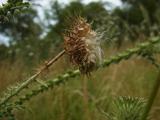 Carduus acanthoides