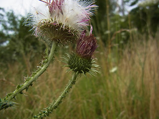 Carduus acanthoides