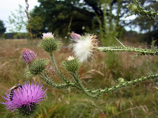 Carduus acanthoides