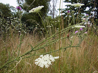 Carduus acanthoides