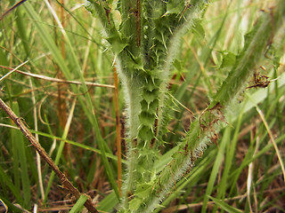 Carduus acanthoides