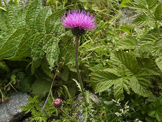 Carduus defloratus ssp. rhaeticus