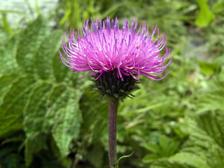Carduus defloratus ssp. rhaeticus