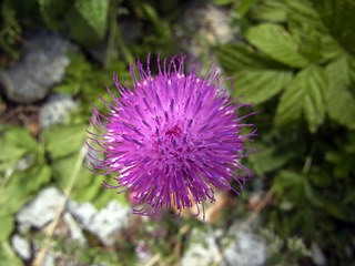 Carduus defloratus ssp. rhaeticus