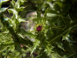 Carduus defloratus ssp. rhaeticus