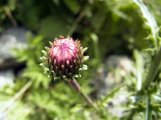 Carduus defloratus ssp. rhaeticus