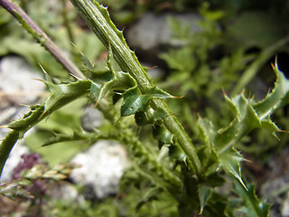 Carduus defloratus ssp. rhaeticus
