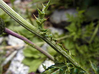 Carduus defloratus ssp. rhaeticus