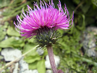 Carduus defloratus ssp. rhaeticus