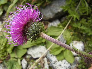 Carduus defloratus ssp. rhaeticus