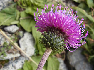 Carduus defloratus ssp. rhaeticus