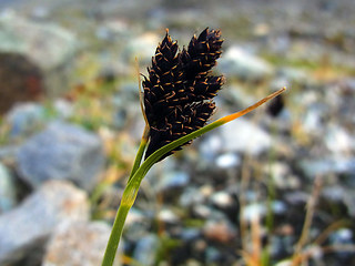 Carex atrata