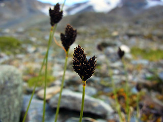 Carex atrata