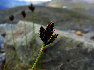 Carex atrata